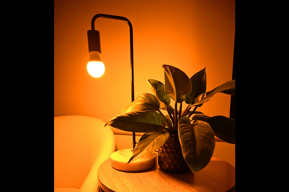 Full Spectrum Light Bulb Evening and Nighttime